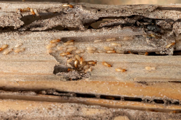 Best Cockroach Control Services  in Marshville, NC